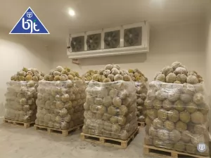 Cold Storage Freezer PT. BJT INDONESIA untuk Simpan Buah Durian Medan